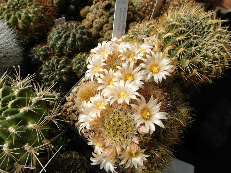 Cacti and Sukkulent in Köln, every day new flowers in the greenhouse Part 43 Bild_422