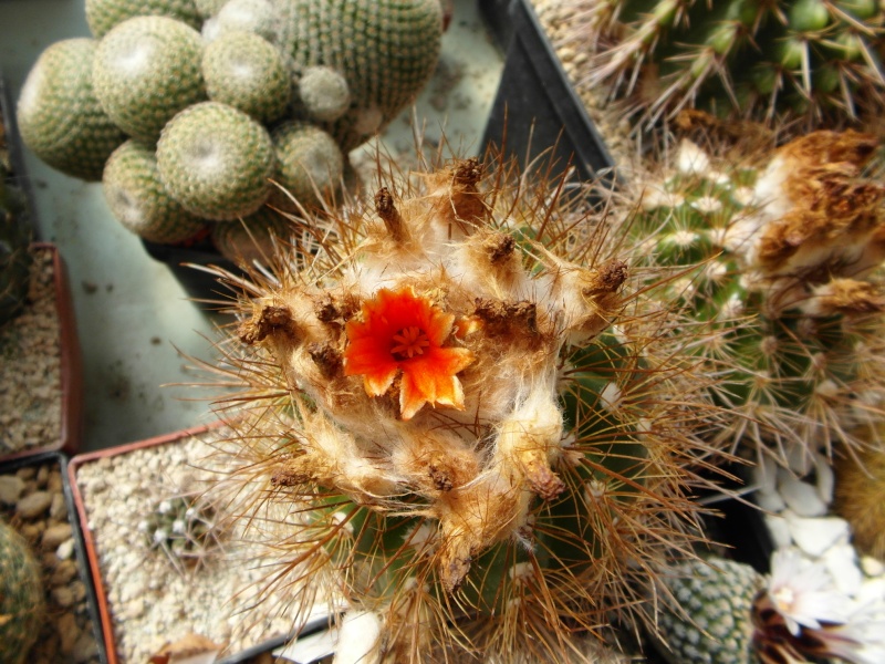 Cacti and Sukkulent in Köln, every day new flowers in the greenhouse Part 43 Bild_434