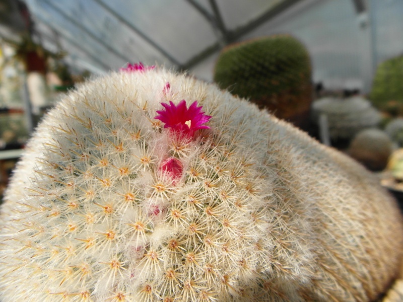 Cacti and Sukkulent in Köln, every day new flowers in the greenhouse Part 43 Bild_451