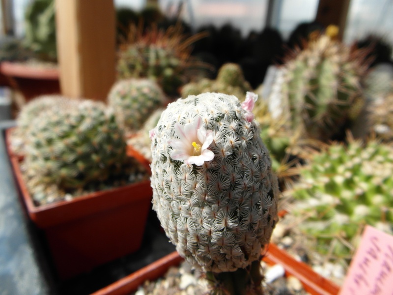 Cacti and Sukkulent in Köln, every day new flowers in the greenhouse Part 43 Bild_460