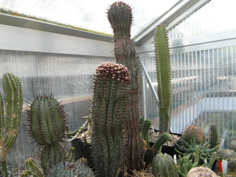 Cacti and Sukkulent in Köln, every day new flowers in the greenhouse Part 43 Bild_475