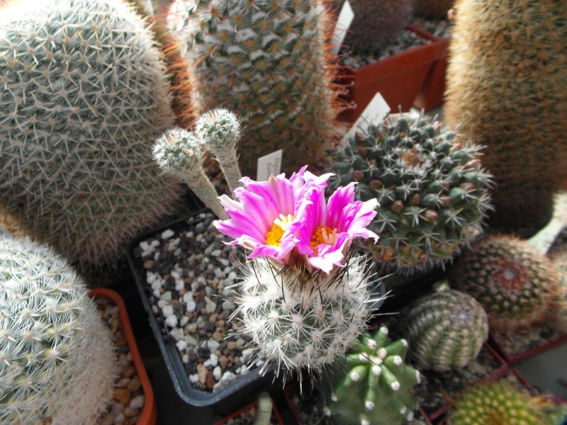 Cacti and Sukkulent in Köln, every day new flowers in the greenhouse Part 44 Bild_476