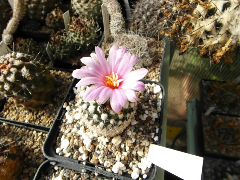 Cacti and Sukkulent in Köln, every day new flowers in the greenhouse Part 44 Bild_484
