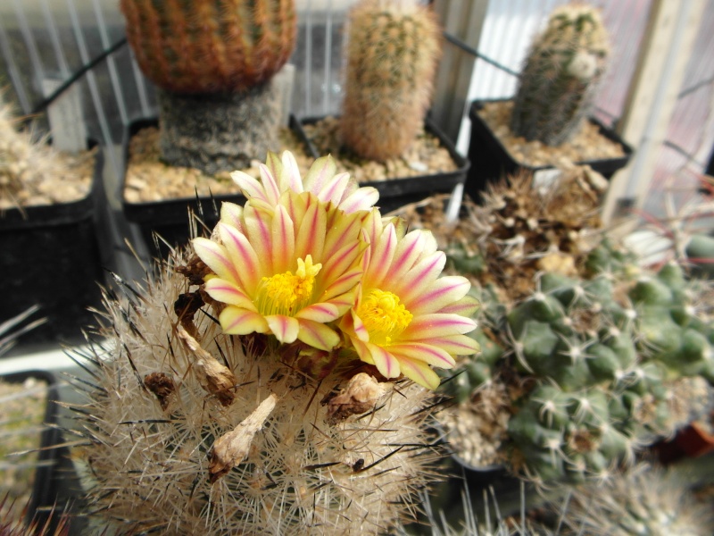 Cacti and Sukkulent in Köln, every day new flowers in the greenhouse Part 46 Bild_501