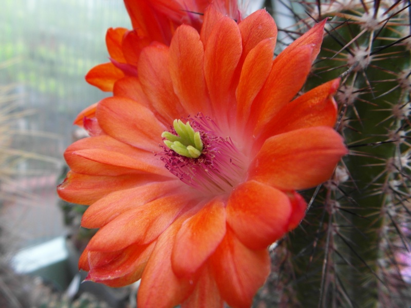 Cacti and Sukkulent in Köln, every day new flowers in the greenhouse Part 46 Bild_513