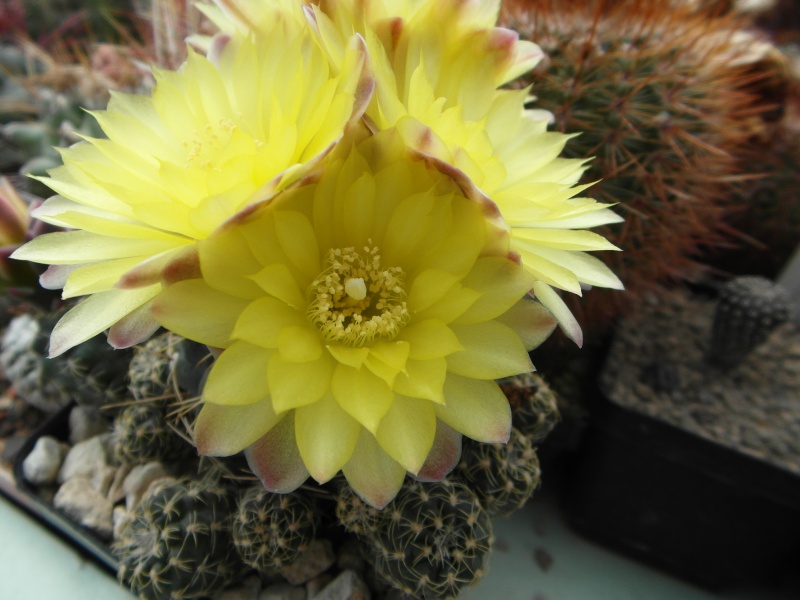 Cacti and Sukkulent in Köln, every day new flowers in the greenhouse Part 46 Bild_529