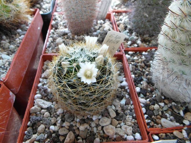 Cacti and Sukkulent in Köln, every day new flowers in the greenhouse Part 47 Bild_540