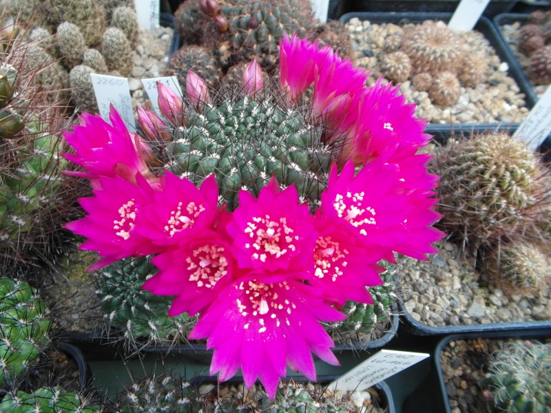 Cacti and Sukkulent in Köln, every day new flowers in the greenhouse Part 47 Bild_586