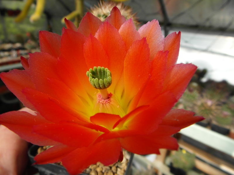 Cacti and Sukkulent in Köln, every day new flowers in the greenhouse Part 47 Bild_610