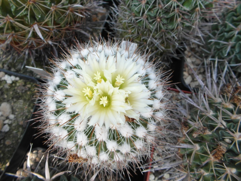 Cacti and Sukkulent in Köln, every day new flowers in the greenhouse Part 47 Bild_611