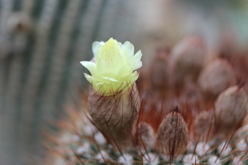 Cacti and Sukkulent in Köln, every day new flowers in the greenhouse Part 47 Bild_633