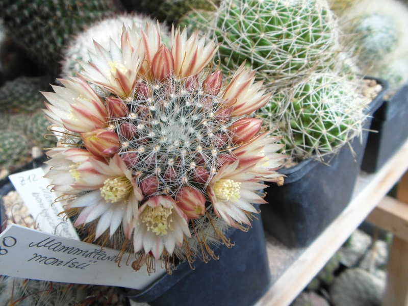 Cacti and Sukkulent in Köln, every day new flowers in the greenhouse Part 47 Bild_671