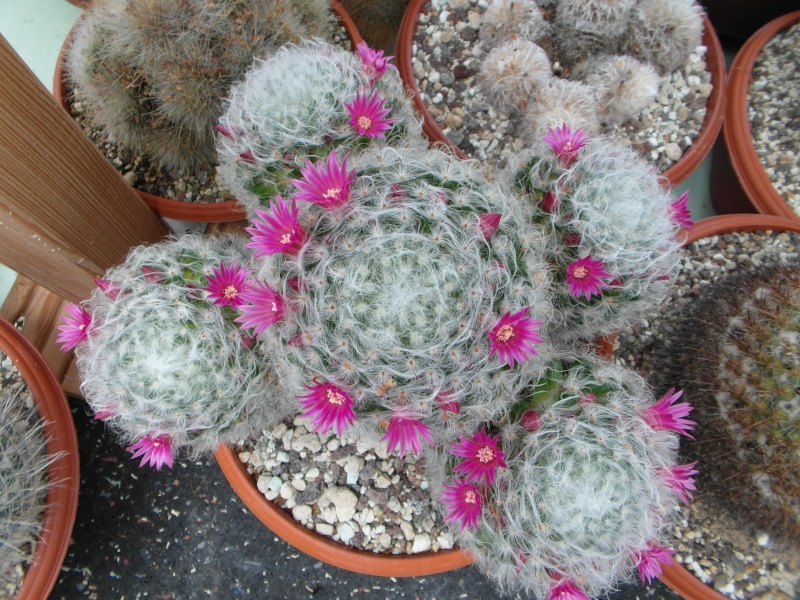 Cacti and Sukkulent in Köln, every day new flowers in the greenhouse Part 47 Bild_681