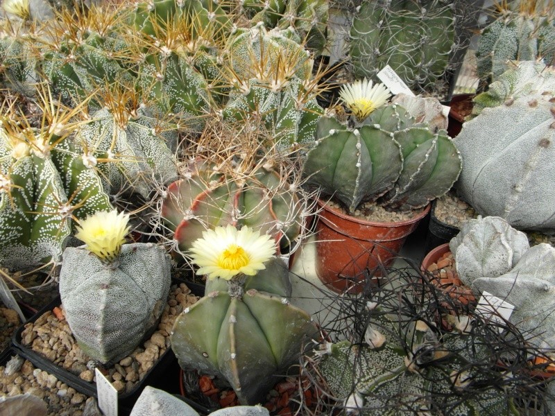 Cacti and Sukkulent in Köln, every day new flowers in the greenhouse Part 48 Bild_684