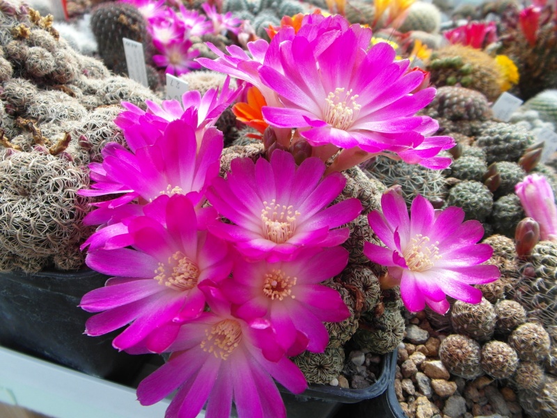Cacti and Sukkulent in Köln, every day new flowers in the greenhouse Part 48 Bild_699