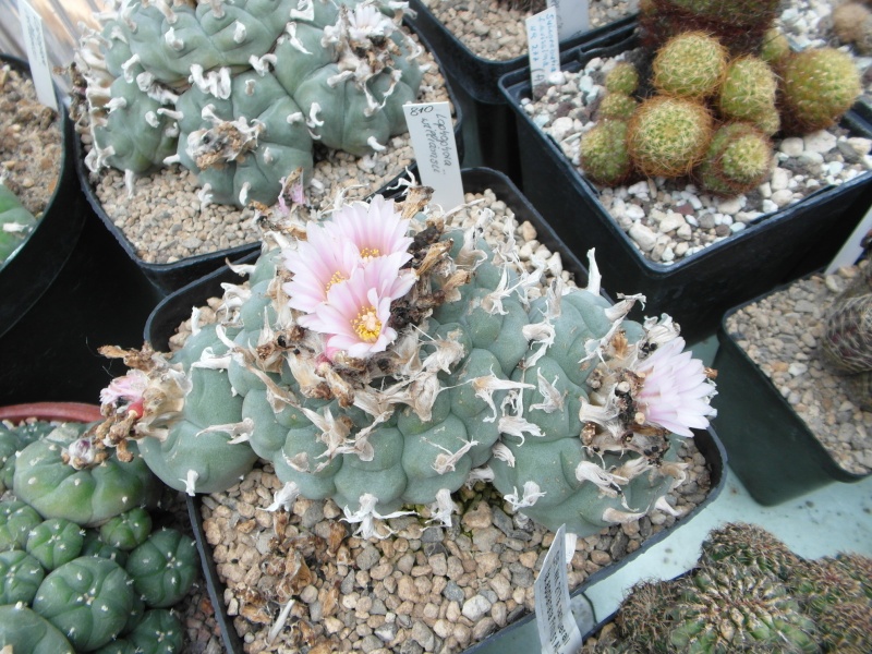 Cacti and Sukkulent in Köln, every day new flowers in the greenhouse Part 48 Bild_704