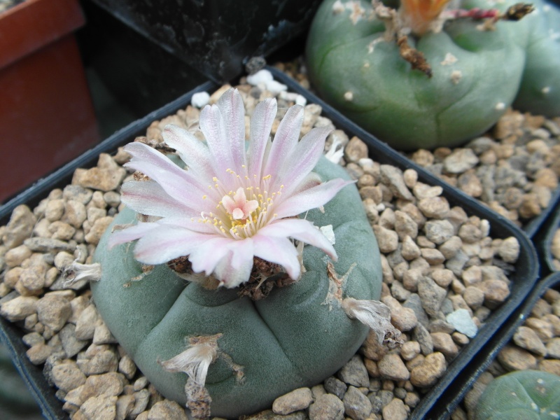 Cacti and Sukkulent in Köln, every day new flowers in the greenhouse Part 48 Bild_713