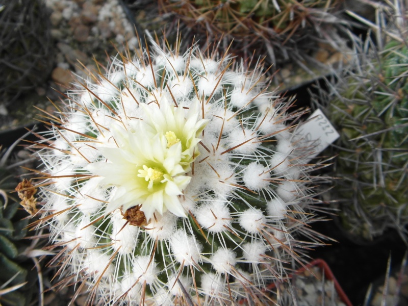 Cacti and Sukkulent in Köln, every day new flowers in the greenhouse Part 48 Bild_729