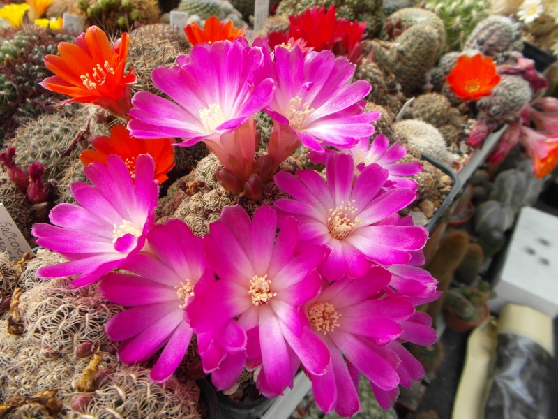 Cacti and Sukkulent in Köln, every day new flowers in the greenhouse Part 48 Bild_773