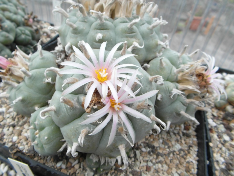 Cacti and Sukkulent in Köln, every day new flowers in the greenhouse Part 49 Bild_784