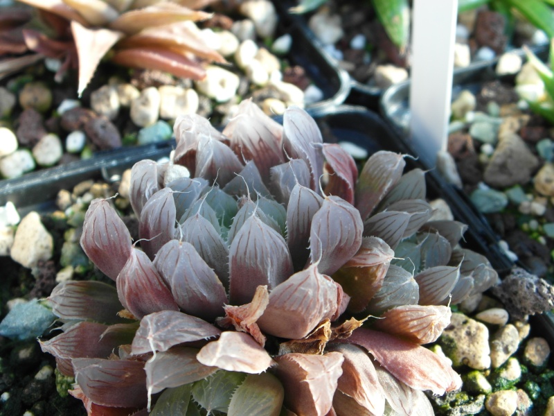 Cacti and Sukkulent in Köln, every day new flowers in the greenhouse Part 49 Bild_877