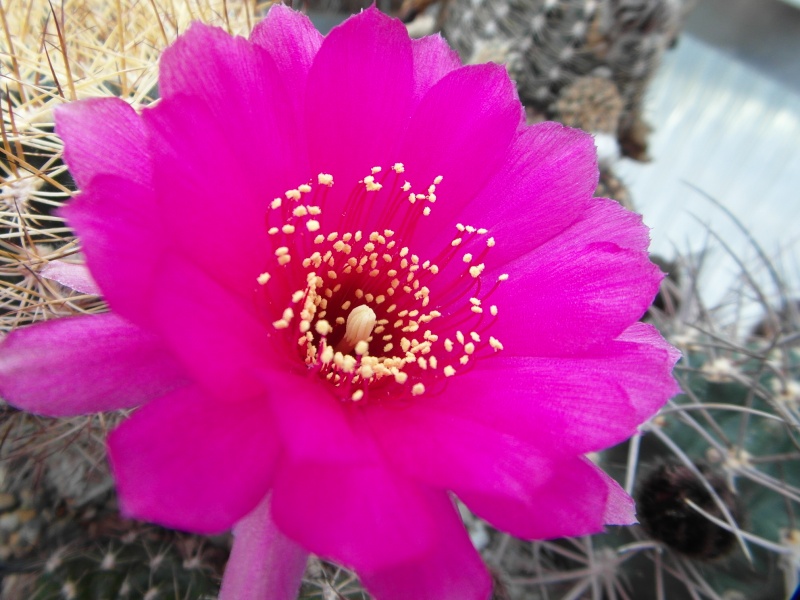 Cacti and Sukkulent in Köln, every day new flowers in the greenhouse Part 50 Bild_948