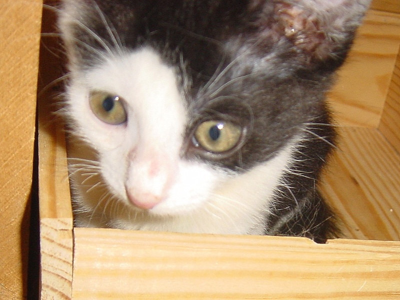 Chrono, chaton noir et blanc, né mi avril 2013 Dsc00010
