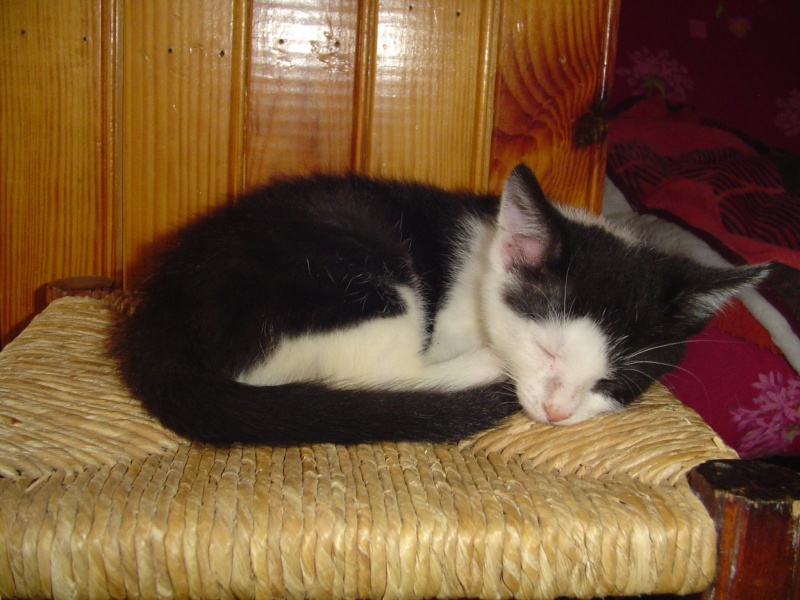 Chrono, chaton noir et blanc, né mi avril 2013 Dsc01611