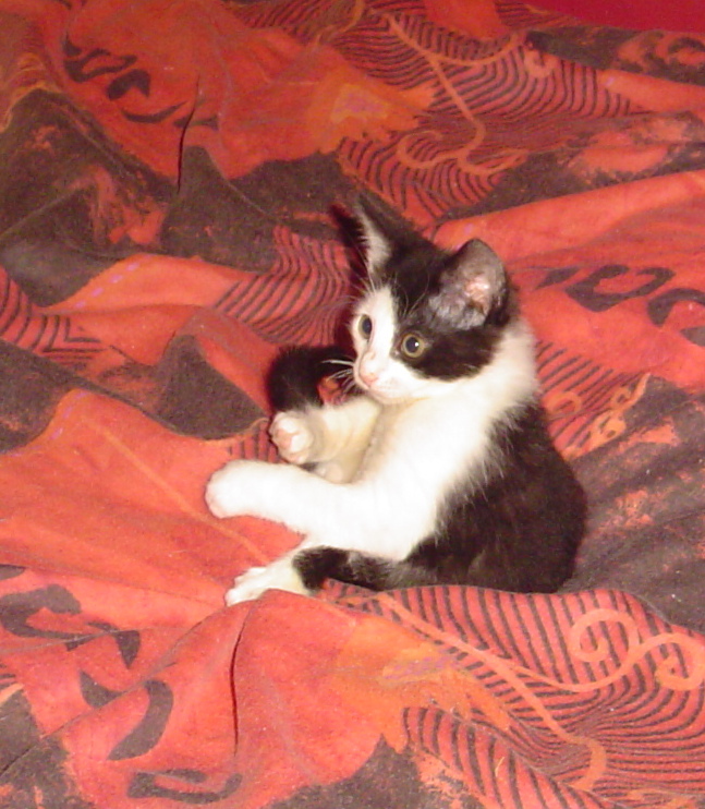 Chrono, chaton noir et blanc, né mi avril 2013 Dsc01817