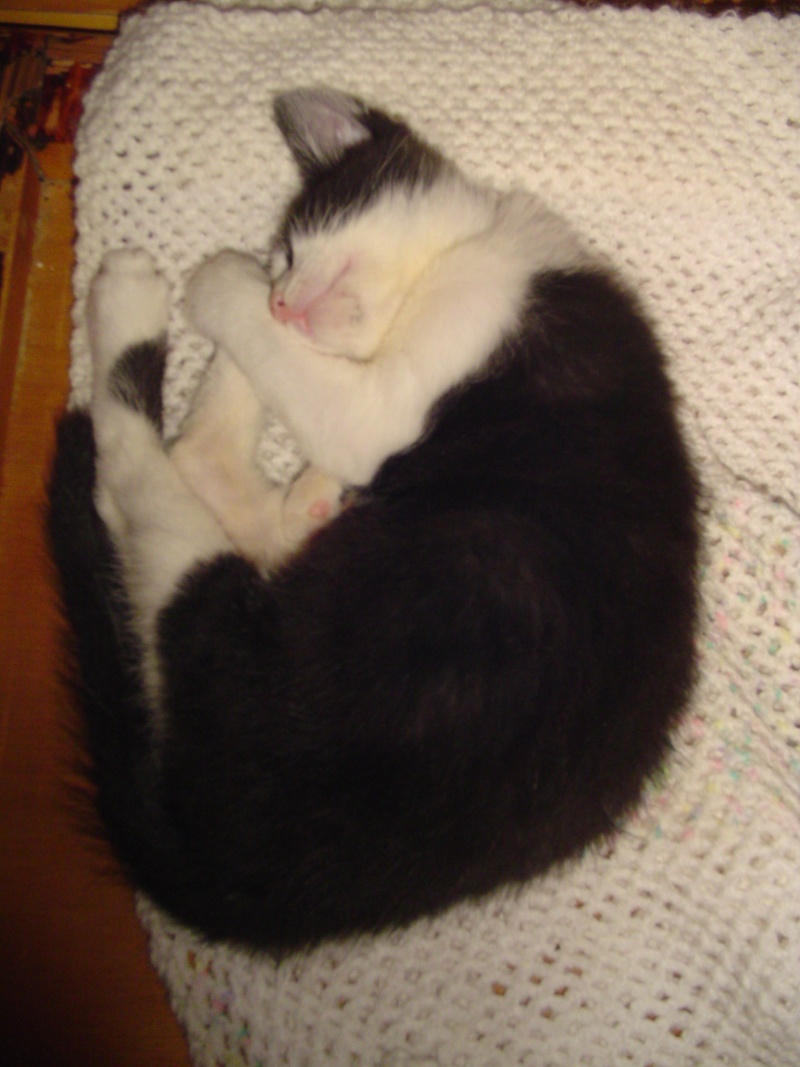 Chrono, chaton noir et blanc, né mi avril 2013 Dsc02215