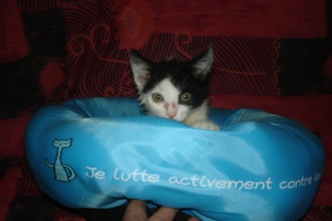 "collection printemps/été des chatons chathuttes!" - Page 11 Dsc06325