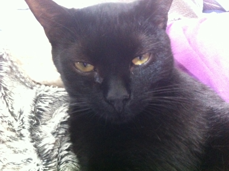 Hestia, chatonne noire, née début avril 2012 - Page 5 Photo15