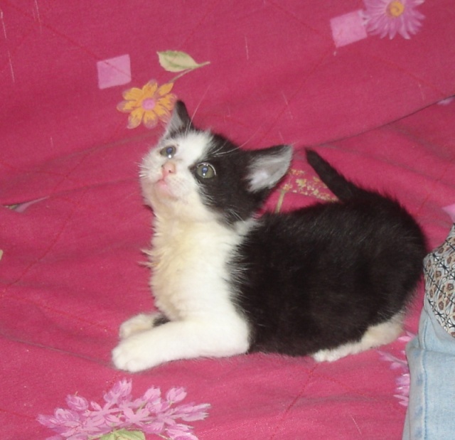 Chrono, chaton noir et blanc, né mi avril 2013 Chrono10