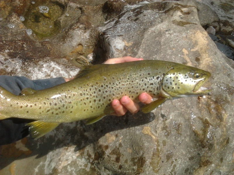 Vos petites sorties Truites et Salmonidés de Juin Photo069