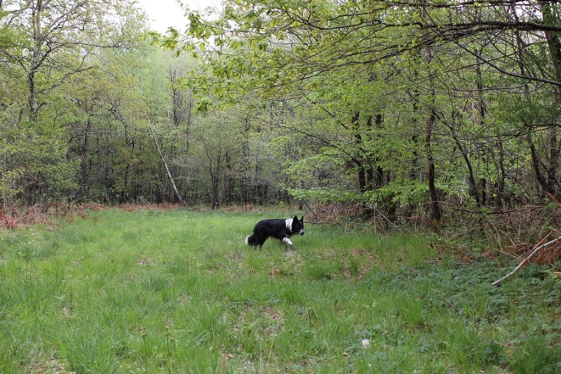 Hänsel, Border Collie dit Hans <3 - Page 29 1img_015