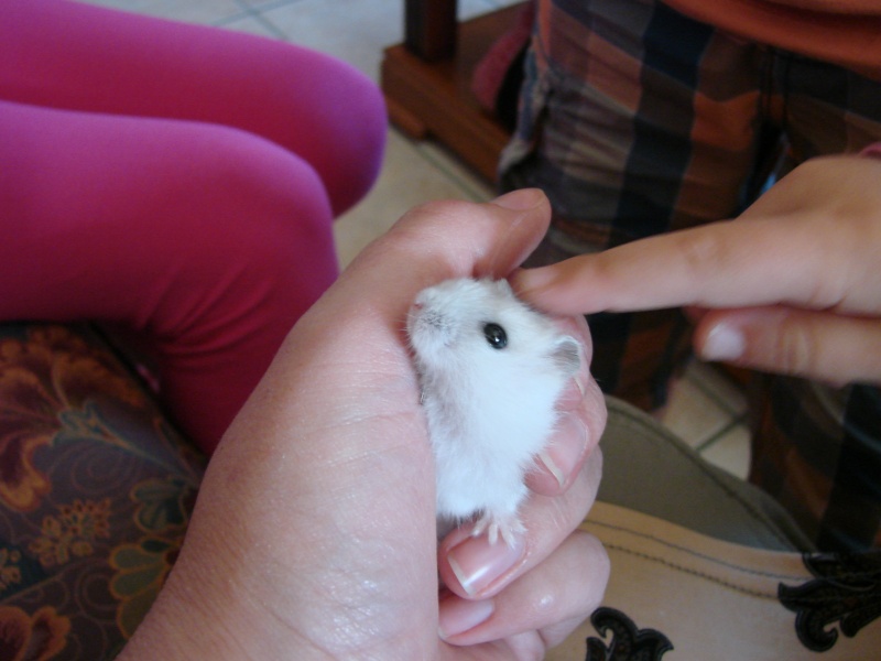petit hamster nain russe blanc: bienvenue à Bounty Dsc02916