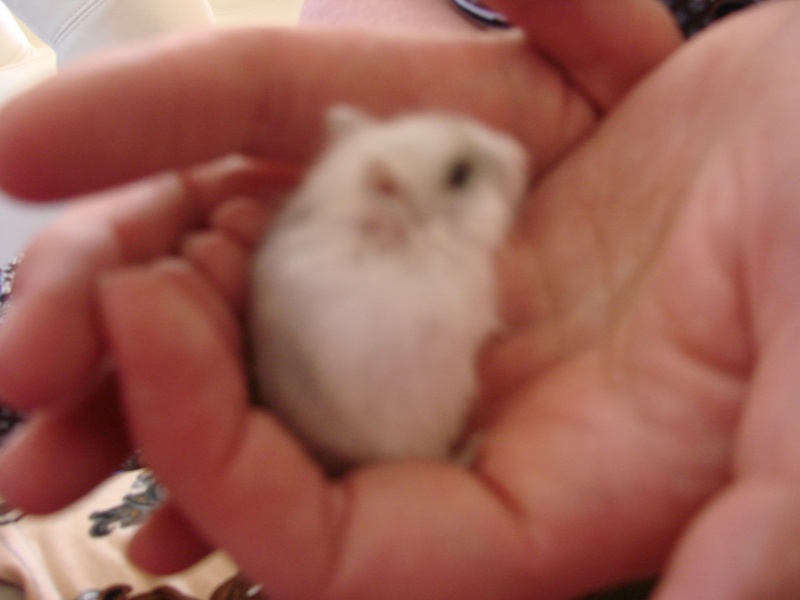 petit hamster nain russe blanc: bienvenue à Bounty Dsc02917