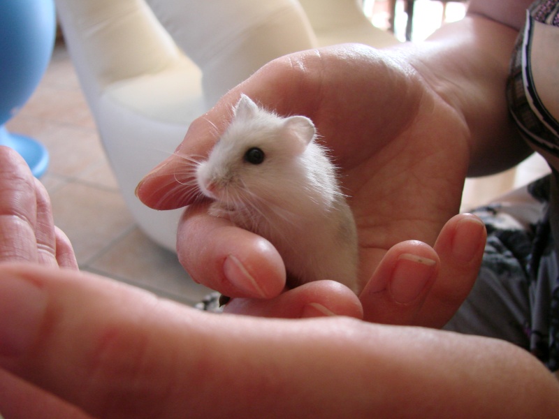 petit hamster nain russe blanc: bienvenue à Bounty Dsc02918