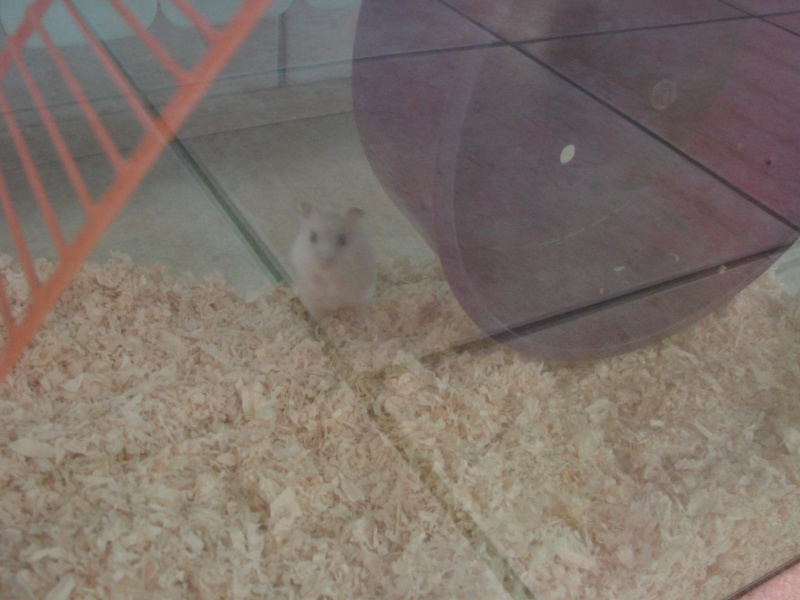 petit hamster nain russe blanc: bienvenue à Bounty Dsc02919