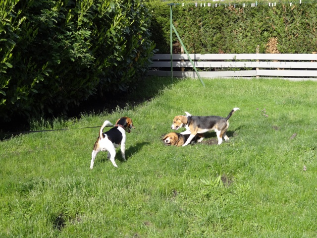 Edouard, beagle mâle de 5ans _ SPA Forbach (57) Dsc01415