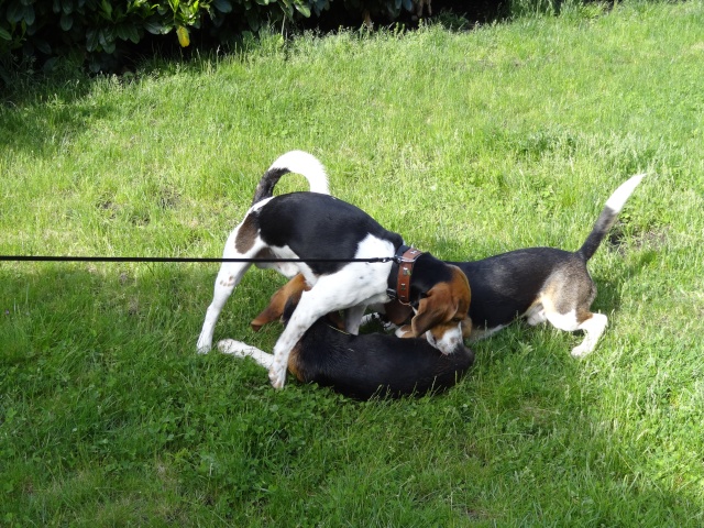 Edouard, beagle mâle de 5ans _ SPA Forbach (57) Dsc01417