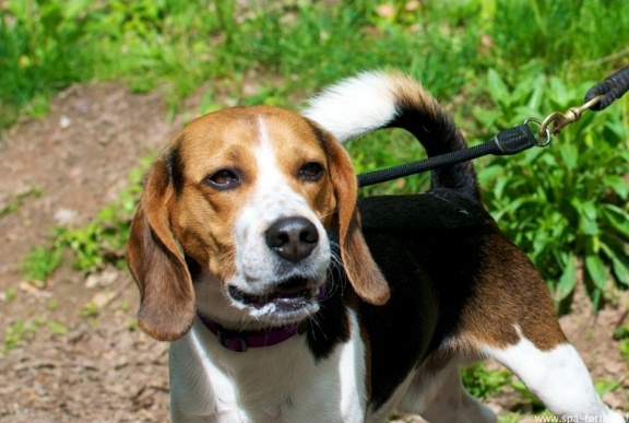 Edouard, beagle mâle de 5ans _ SPA Forbach (57) Edouar10