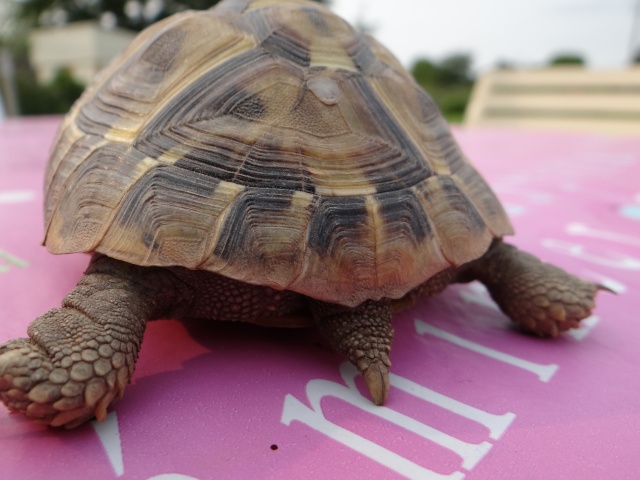 besoin d'aide pour sexer deux petites tortues, Dsc02615