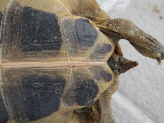 besoin d'aide pour sexer deux petites tortues, Dsc02617