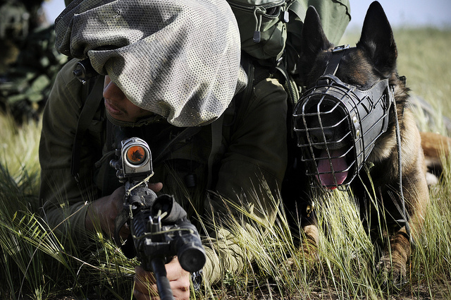 Animaux soldats - Page 2 A310