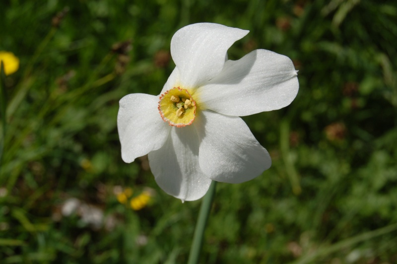 Narcissus poeticus Dsc_7712