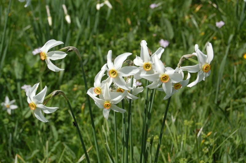 Narcissus poeticus Dsc_7713