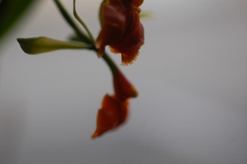 Orchidées du moment  Dsc_7916