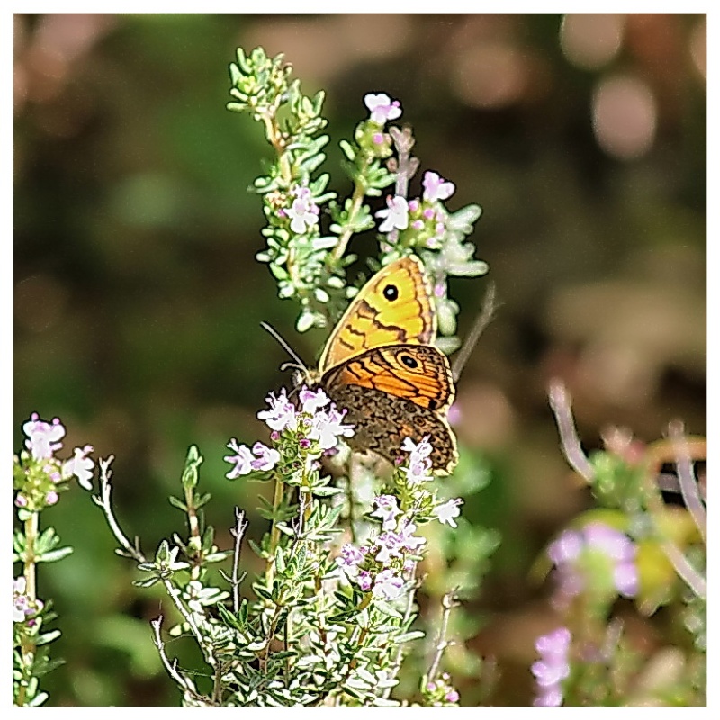 Nectar de thym pour papillon 024_1110