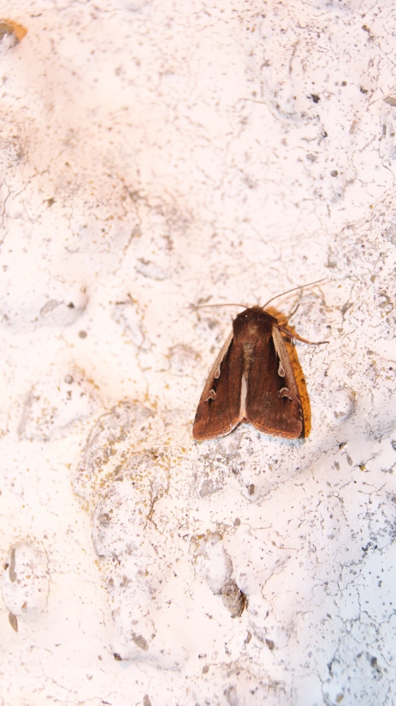 Capture lumineuse en Brocéliande : Bupalus pinaria, Calliterea pudibunda, Chloroclysta truncata, Cosmorhoe ocellata, Diachrysia chrysitis, Lomaspilis marginata, Ochropleura plecta, Peribatodes rhomboidaria, Peridea anceps, Plagodis dolabraria   Ochrop10